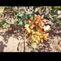 باغ پسته|فروش زمین و ملک کلنگی|تربت‌حیدریه, حاجی یار‎|دیوار