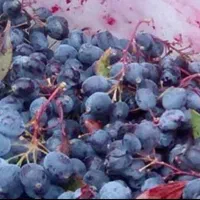 زرشک کوهی زرشک آبگیری تازه فریزر شده