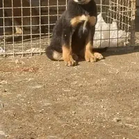 سگ روتوایلر