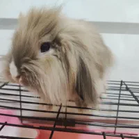 خرگوش مینی لوپ ترکیش