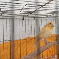 قناری رسمی زرد طلایی قواره دارآماده آماده