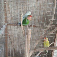 فروش کوتوله برزلی|پرنده|خمینیشهر, |دیوار