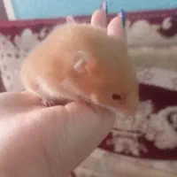 همستر|موش و خرگوش|ساوه, |دیوار