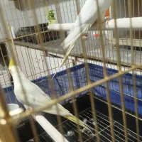 عروس هلندی|پرنده|زارچ, |دیوار