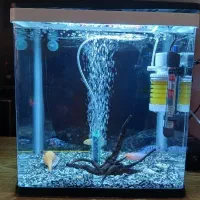 اکواریوم شرکتی دلسا