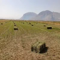 یونجه ساقه باریک