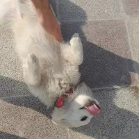 توله اشپیتز پیکینیز|سگ|گرگان, |دیوار