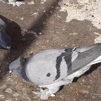 سبز دم سفیدکاکل پرپا وکاغذی دمسفید|پرنده|اهواز, بهارستان|دیوار