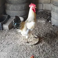 خروس محلی و خروس مینیاتوری|حیوانات مزرعه|جویبار, |دیوار