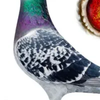 پلاکی گمشده