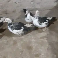 اردک اسرائیلی