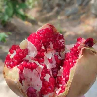 انار درجه یک