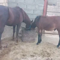 مادیون با قاطر نر|اسب و تجهیزات اسبسواری|چگنی, |دیوار