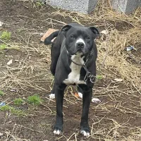 سگ پیتبول مشکی نر گمشده|حیوانات|آستانه اشرفیه, |دیوار