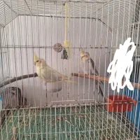 نر و ماده