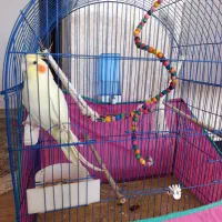 عروس هلندی ماده