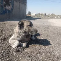 سگ افغانی ماده خطری|سگ|تهران, دکتر هوشیار|دیوار