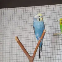 مرغ عشق نر رنگ خاص