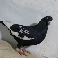 کفتر بهبهانی و پلاکی|پرنده|شیراز, شیشه‌گری|دیوار