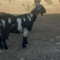 بز داشتی آبستن|حیوانات مزرعه|مرودشت, پشت سایپا|دیوار