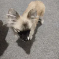 واگذاری سگ پامر|سگ|کرمان, |دیوار