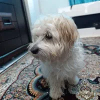 سگ پودل|سگ|سلامی, |دیوار