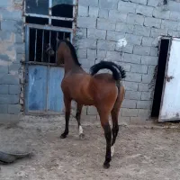 کره نریان شجره دار|اسب و تجهیزات اسبسواری|فارسان, |دیوار