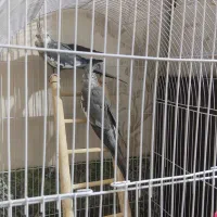 عروس هلندی به همراه یه جوجه