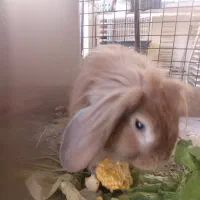 خرگوش لوپ‌ هلندی نر چشم آبی|موش و خرگوش|تهران, جمال‌زاده|دیوار