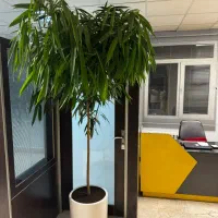 نخل نیکلای انواع گل گیاه اپارتمانی نیلا گالری|گل و گیاه طبیعی|لواسان, |دیوار