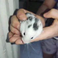 همستر|موش و خرگوش|رشت, نیکمرام|دیوار