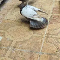 سینه سوسنی نر مس