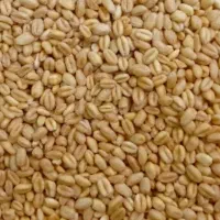 فروش بذر گندم رقم کوهدشت اصلاح شده