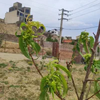 فروش ۵۰۰ متری در دماوند وادان سند تک برگ