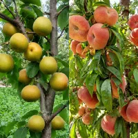 چال‌کود تخصصی تضمین باردهی و تقویت باغ تخفیف ویژه