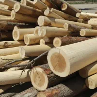 درآمد چندمیلیون دلاری با صادرات چوب نهال صـنوبر|خدمات باغبانی و درختکاری|اصفهان, تیران|دیوار