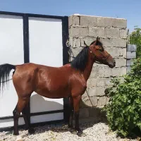 اسب معاوضه|اسب و تجهیزات اسبسواری|سیسخت, |دیوار