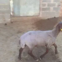 بره قوچ همو زیگوت
