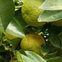 نارنج آبدار درجه یک