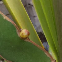 نهال دراگون فروت|گل و گیاه طبیعی|لاهیجان, آهندان|دیوار