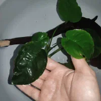 گیاه آنوبیاس آکواریوم|ماهی|شاهین‌شهر, عطار|دیوار
