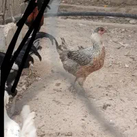 مرغ|حیوانات مزرعه|کازرون, |دیوار