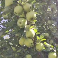 باغ سیب سفید درجه1 منطقه مرگور (55 تن)