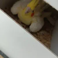 جفت عروس هلندی مولد|پرنده|فردوس (خراسان), |دیوار