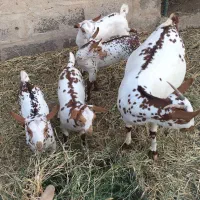 بزصلاله  اصل