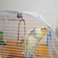 عروس هلندی نر  با قفس