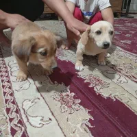 پامر پاکوتاه