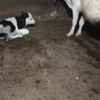 گاوگوساله|حیوانات مزرعه|امام, |دیوار