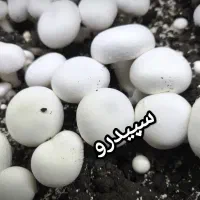 قارچ دکمه ای