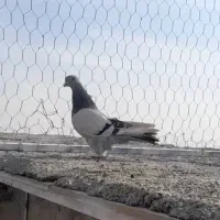 کبوتر سوسنی|پرنده|مرودشت, کناره|دیوار